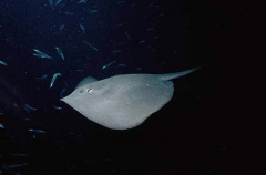 Pelagic Stingray (Dasyatis violacea)