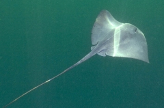 Pelagic Stingray (Dasyatis violacea) Pelagic Stingray (Dasyatis violacea)