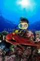 Day Octopus (Octopus cyanea)