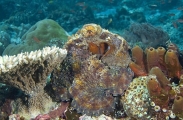 Day Octopus (Octopus cyanea) Day Octopus (Octopus cyanea)