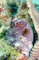 Day Octopus (Octopus cyanea) Day Octopus (Octopus cyanea)
