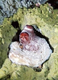 Day Octopus (Octopus cyanea) Day Octopus (Octopus cyanea)