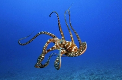 Day Octopus (Octopus cyanea) Day Octopus (Octopus cyanea)