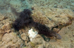 Day Octopus (Octopus cyanea) Day Octopus (Octopus cyanea)