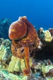 Day Octopus (Octopus cyanea) Day Octopus (Octopus cyanea)