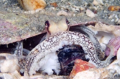 Day Octopus (Octopus cyanea) Day Octopus (Octopus cyanea)