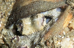 Day Octopus (Octupus cyanea) Day Octopus (Octupus cyanea)