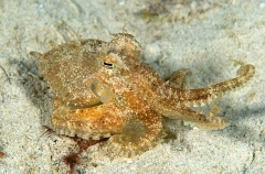 Day Octopus (Octopus cyanea) Day Octopus (Octopus cyanea)