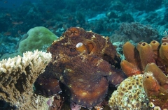 Day Octopus (Octopus cyanea) Day Octopus (Octopus cyanea)