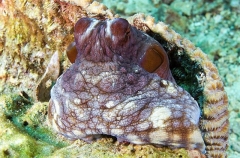 Day Octopus (Octopus cyanea) Day Octopus (Octopus cyanea)