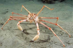 Antlered Carrier Crab (Dagnaudus petterdi) Antlered Carrier Crab (Dagnaudus petterdi)