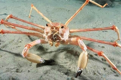 Antlered Carrier Crab (Dagnaudus petterdi) Antlered Carrier Crab (Dagnaudus petterdi)