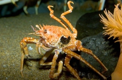 Japanese Oblong Crab (Dagnaudus petterdi) Japanese Oblong Crab (Dagnaudus petterdi)