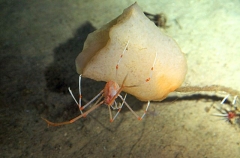 Carrier Crab (Homolidae sp.) Carrier Crab (Homolidae sp.)