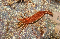 Morotoge Shrimp (Pandalopsis japonica) Morotoge Shrimp (Pandalopsis japonica)