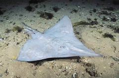 Deepwater Skate (Raja sp.)