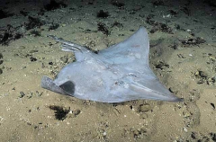 Deepwater Skate (Raja sp.)