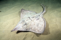 Deepwater Skate (Raja sp.) Deepwater Skate (Raja sp.)