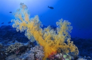 Yellow Soft Coral (Dendronephthya sp.) Yellow Soft Coral (Dendronephthya sp.)