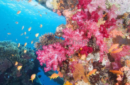 Soft Corals (Dendronephthya)