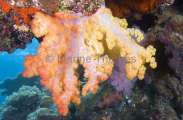 Soft Corals (Dendronephthya) Soft Corals (Dendronephthya)