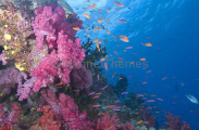 Soft Corals (Dendronephthya) Soft Corals (Dendronephthya)