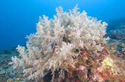 Soft Corals (Nepthia sp.) Soft Corals (Nepthia sp.)
