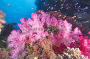 Soft Corals (Dendronephthya) Soft Corals (Dendronephthya)