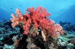 Soft Coral (Dendronephthya sp.) Soft Coral (Dendronephthya sp.)