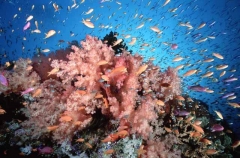 Soft Corals (Dendronephthya sp.) Soft Corals (Dendronephthya sp.)
