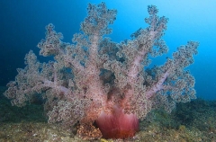 Soft Coral (Nephtheidae) Soft Coral (Nephtheidae)