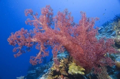 Red Soft Corals (Dendronephthya sp.) Red Soft Corals (Dendronephthya sp.)