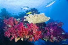Soft Corals (Dendronephthya) Soft Corals (Dendronephthya)