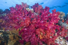 Soft Corals (Dendronephthya) Soft Corals (Dendronephthya)