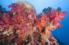 Soft Corals (Dendronephthya) Soft Corals (Dendronephthya)
