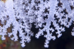 Soft Corals (Dendronephthya) Soft Corals (Dendronephthya)
