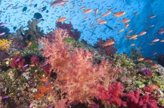 Soft Corals (Dendronephthya) Soft Corals (Dendronephthya)