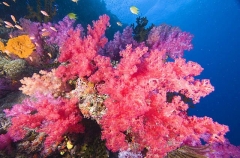 Soft Corals (Dendronephthya) Soft Corals (Dendronephthya)
