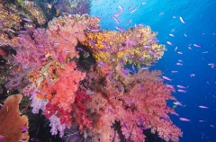 Soft Corals (Dendronephthya) Soft Corals (Dendronephthya)