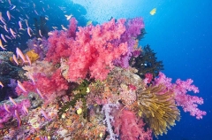 Soft Corals (Dendronephthya) Soft Corals (Dendronephthya)
