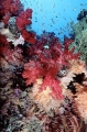 Soft Coral (Dendronephthya sp.) Soft Coral (Dendronephthya sp.)