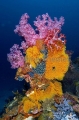 Soft Corals (Dendronephthya sp.) Soft Corals (Dendronephthya sp.)