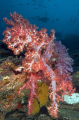 Soft Corals (Dendronephthya sp.) Soft Corals (Dendronephthya sp.)