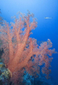 Orange Soft Corals (Dendronephthya sp.) Orange Soft Corals (Dendronephthya sp.)