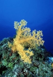 Yellow Soft Coral (Dendronephtya sp.) Yellow Soft Coral (Dendronephtya sp.)