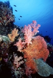 Soft corals (Dendronephthya sp.)