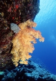 Soft coral (Dendronephthya sp.) Soft coral (Dendronephthya sp.)