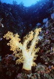 Soft Coral (Dendronephthya sp.) Soft Coral (Dendronephthya sp.)