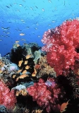 Soft Coral (Dendronephthya sp.) Soft Coral (Dendronephthya sp.)