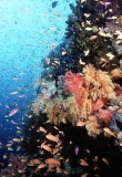 Soft Corals (Dendronephthya sp.) Soft Corals (Dendronephthya sp.)